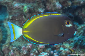 Image result for Pycreus nigricans