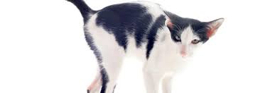 Kater sollten außerdem möglichst frühzeitig kastriert werden, damit sie nicht mit dem markieren durch urin beginnen. Hilfe Die Katze Markiert Im Haus Tierwelt
