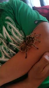 Check spelling or type a new query. Chaco Golden Knee Tarantula Grammostola Pulchripes Tarantula Spider Bites Spider