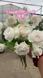 Rose【Creed｜クリード】Takunori Kimura 2020 New｜信念| Heat Resistant| Redolent...