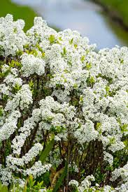 Maybe you would like to learn more about one of these? How To Grow And Care For Spirea Bushes Gardener S Path