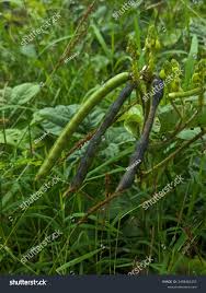 Image result for Vigna platyloba