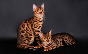 Hewan ini berasal dari california, amerika serikat. Kucing Bengal Harga Ciri Karakter Jenis Dan Cara Merawat