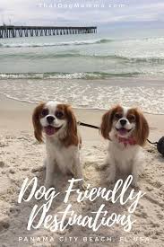 Dog Friendly Destinations Panama City Beach Florida Panama City Panama Panama City Beach Florida Panama City Beach Florida Restaurants