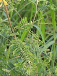Image result for Sesbania sericea
