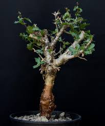 Image result for Commiphora pteleifolia