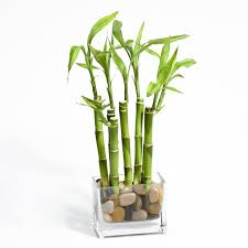 Plants Plant Pots Plants Ikea Lucky Bamboo Bamboo Centerpieces Cat Friendly Plants