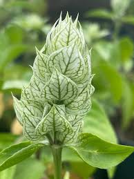 Image result for Justicia betonica