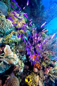 A Healthy Ocean System Home To More Than A 100 Different Kinds Of Coral And Some 500 Species Of Fish The Belize Bar Belize Barrier Reef Ocean Beautiful Ocean
