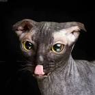 Ukrainian Levkoy Mixed Cat Breed Pictures, Characteristics ...