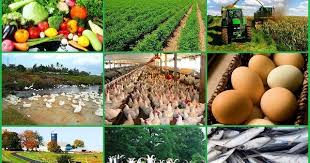 10 Ideas For Fast And Profitable Farming In Sa Farming South Africa