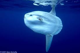 Ocean Bing Images Ocean Sunfish Mola Mola A Mola Also Known As An Ocean Sunfish Cruises The Blue Water Ocean Creatures Animals Cool Pets