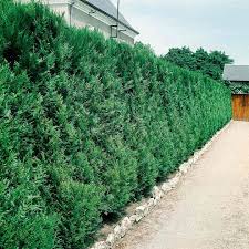 Hedges can't be planted on borders adjacent to crops, packed dirt, or arched walls. Thuja Atrovirens Western Red Cedar Plant 2l Value Hedging Range Suttons