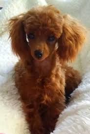 Adoption info once you have decided to make one our puppies at parti time labradoodles one of your own you will need to fill out the application form. Small Stuff From Lil Jewels Teacup Poodles Australia Poodle Hair Parti Poodle Poodle