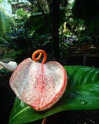 El Kali Auf Instagram We Re Showing Some Different Anthuriums In The Next Weeks This Is One Of It The Anthurium Scherzerianum M Anthurium Instagram Kali