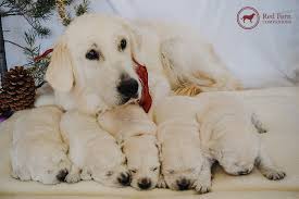 Check spelling or type a new query. Red Fern Companions English Golden Retriever Puppies In Utah English Golden Retriever Puppy English Golden Retriever Golden Retriever