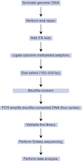 figure 1 from illumina sequencing of bisulfite converted dna