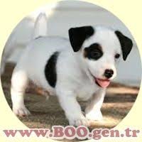 Sus Kopekleri Kopek Shih Tzu Bichon Frise
