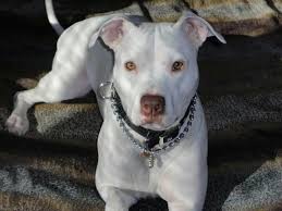 Click Here To Download Our Iphone App Pitbulls Pitbull Lover