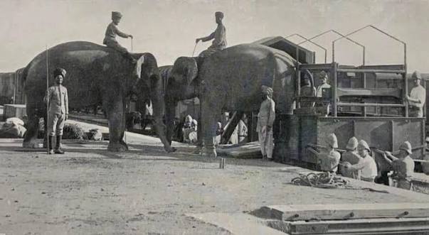 Army elephants of India in 1901.