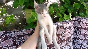 Ayakta Uyuyan Kedicik Youtube Animals Music Videos Cats
