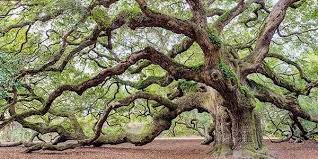 The large branches droop, like those of the norway spruce, but the sprays are much lighter and more slender. Not All Oak Trees Are Created Equal Real Estate Chronicleonline Com
