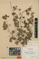 Image result for Ardisiandra sibthorpioides