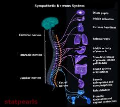 Image result for Sympathetic Nervous System