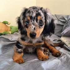 Pin By Poison On Too Cute Dapple Dachshund Puppy Dapple Dachshund Daschund Puppies