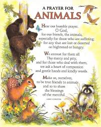 If you can relate, post. A Prayer For Animals Sick Pets Prayers Animals