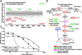 • natural fibers for paper, cloth, lumber • polysaccharides for adhesives • reservoir of organic carbon • soil when this enzyme attacks the oomycete wall, it releases glucan oligomers with potent elicitor activity. Plant Derived Antifungal Agent Poacic Acid Targets B 1 3 Glucan Pnas