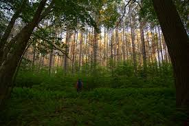 Consider the thrill of parasailing hundreds of feet above scenic lake george or horseback riding along a long island. Exploring The Allegheny National Forest With Kids A One Day Adventure Itinerary Allegheny Outfitters