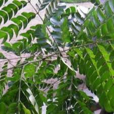 Image result for Scorodophloeus zenkeri