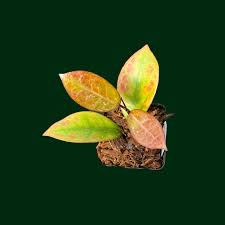 Image result for Hugonia elliptica