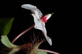 Image result for Sauvagesia erecta