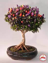 Black prince pepper 5 color chinese pepper bolivian rainbow pepper aji gold pepper jamaican mushroom pepper naglah brown pepper and 7pot bubblegum pepper all need new homes due to my recent traveling back and forth! Bolivian Rainbow Fatalii Seeds