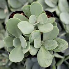 Image result for Senecio sp.no.2