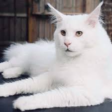 How to Photograph Kittens and Maine Coon Cats