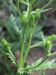 Image result for Senecio hochstetteri