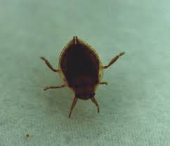 Image result for Gunillaea rhodesica