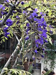 Image result for Bolusanthus