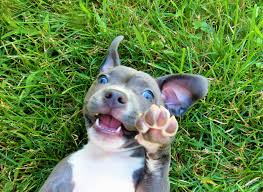 We did not find results for: Free Pitbull Puppies 8 Weeks Old Blue Nose Available For Adoption San Diego Reader