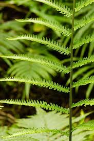 Image result for Amblovenatum