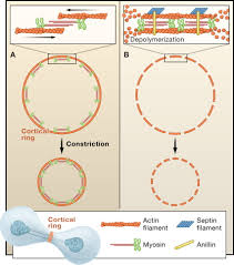 Check spelling or type a new query. Size And Speed Go Hand In Hand In Cytokinesis Cell