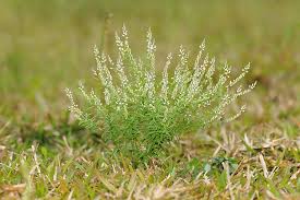 Image result for Polygala