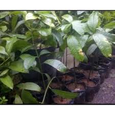 Jual beli bibit tanaman langka online terlengkap, aman & nyaman di tokopedia lengkapi kebutuhan rumah anda dengan bibit tanaman langka terbaik & berkualitas di tokopedia! Laris Jual Bibit Tanaman Buah Mundu Langka Benih Biji Bibit Binih A1 Shopee Indonesia