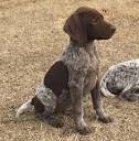 German Shorthaired Pointers for Sale in Woodbridge, VA ...
