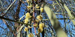 Image result for Gnidia stenophylla