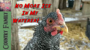 Pvc Heated Chicken Waterer Youtube
