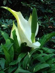 Lysichiton Camtschatcensis Plant Leaves Plants Botanical Gardens